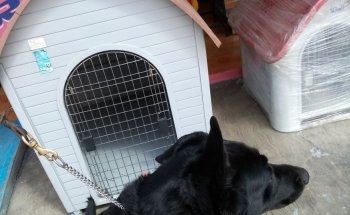 Veterinaria Dog House
