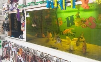 Veterinaria Dog House