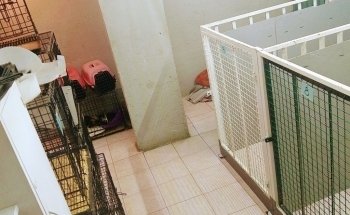 Veterinaria Dog House