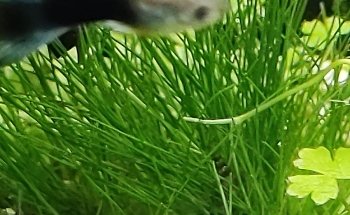 Peces poseídon Charly Vargas (Comercializadora de flora y fauna)