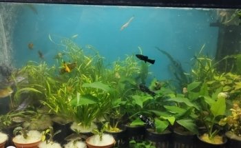 Peces poseídon Charly Vargas (Comercializadora de flora y fauna)
