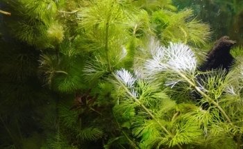Peces poseídon Charly Vargas (Comercializadora de flora y fauna)