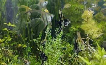 Peces poseídon Charly Vargas (Comercializadora de flora y fauna)