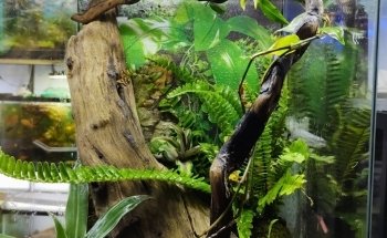 Peces poseídon Charly Vargas (Comercializadora de flora y fauna)