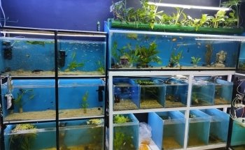 Peces poseídon Charly Vargas (Comercializadora de flora y fauna)