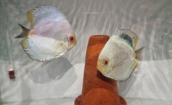 Natural Aquatic Garden Shop
