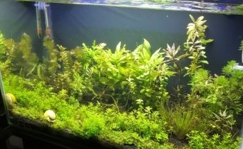 Natural Aquatic Garden Shop