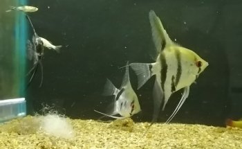 Natural Aquatic Garden Shop