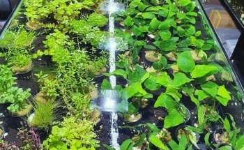 Aqua Landscape