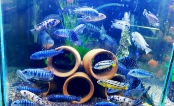 ACUARIO NEPTUNO PUEBLA
