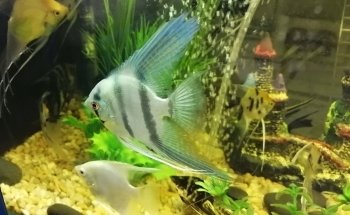 ACUARIO NEPTUNO PUEBLA