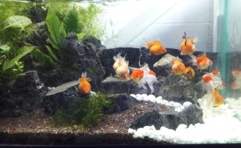 ACUARIO NEPTUNO PUEBLA