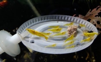 ACUARIO NEPTUNO PUEBLA