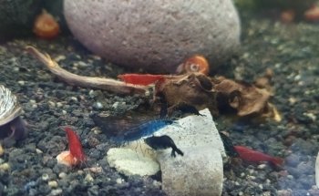 ACUARIO NEPTUNO PUEBLA