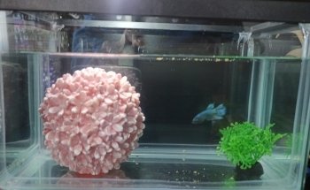 Acuario Valle Dorado