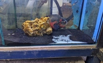Marine Plus Aquariums