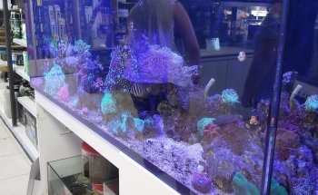 Marine Plus Aquariums