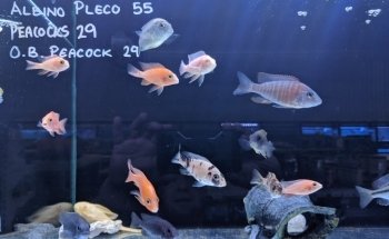 Marine Plus Aquariums
