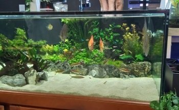 Marine Plus Aquariums