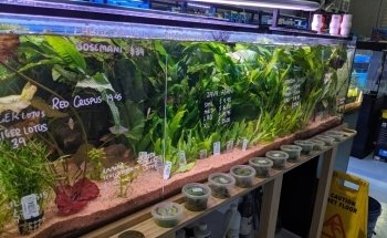 Marine Plus Aquariums