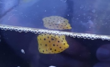 Marine Plus Aquariums