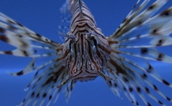 Marine Plus Aquariums