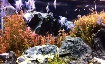 Acuario Aqua Pets