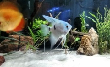 ACUARIO HIPOCAMPO