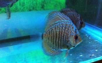 ACUARIO HIPOCAMPO