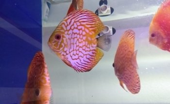 ACUARIO HIPOCAMPO