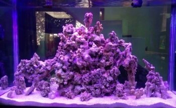 ACUARIO HIPOCAMPO