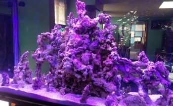 ACUARIO HIPOCAMPO