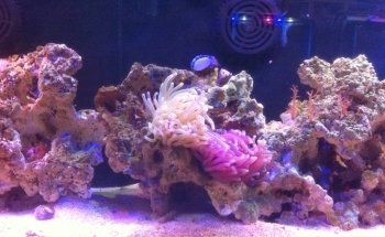 ACUARIO HIPOCAMPO