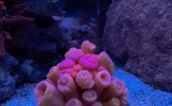 Acuario El Pez