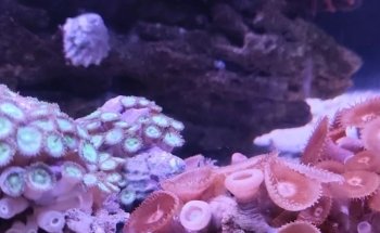 Acuario El Pez