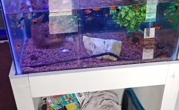 Acuario El Pez