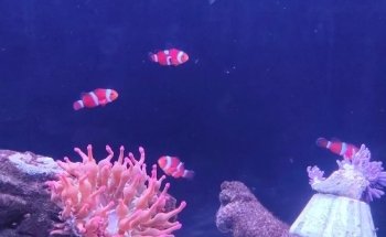 Acuario El Pez