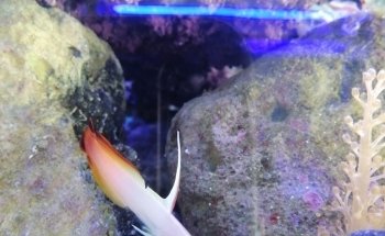 Acuario El Pez