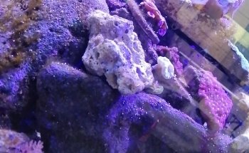 Acuario El Pez