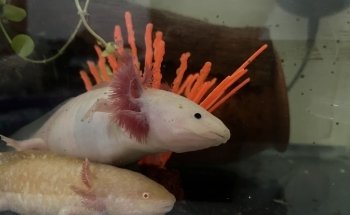 AquaZona