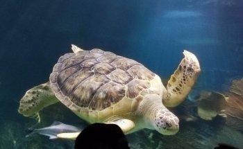 Acuario Interactivo Inbursa