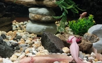Acuario Interactivo Inbursa