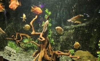 Acuario Interactivo Inbursa
