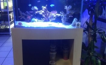 Acuario Totis