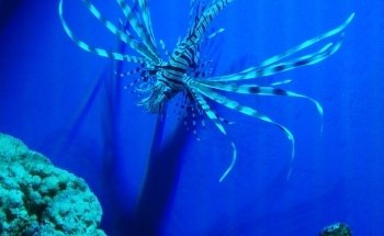 Acuario Totis