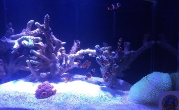 Acuario Totis