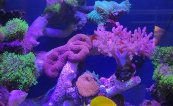 Acuario Totis