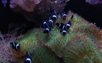 Acuario Gazpher