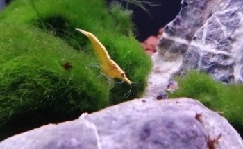 Acuario Gazpher