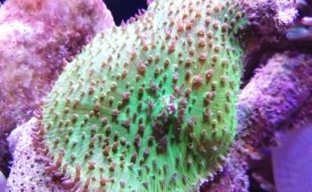 Acuario Gazpher